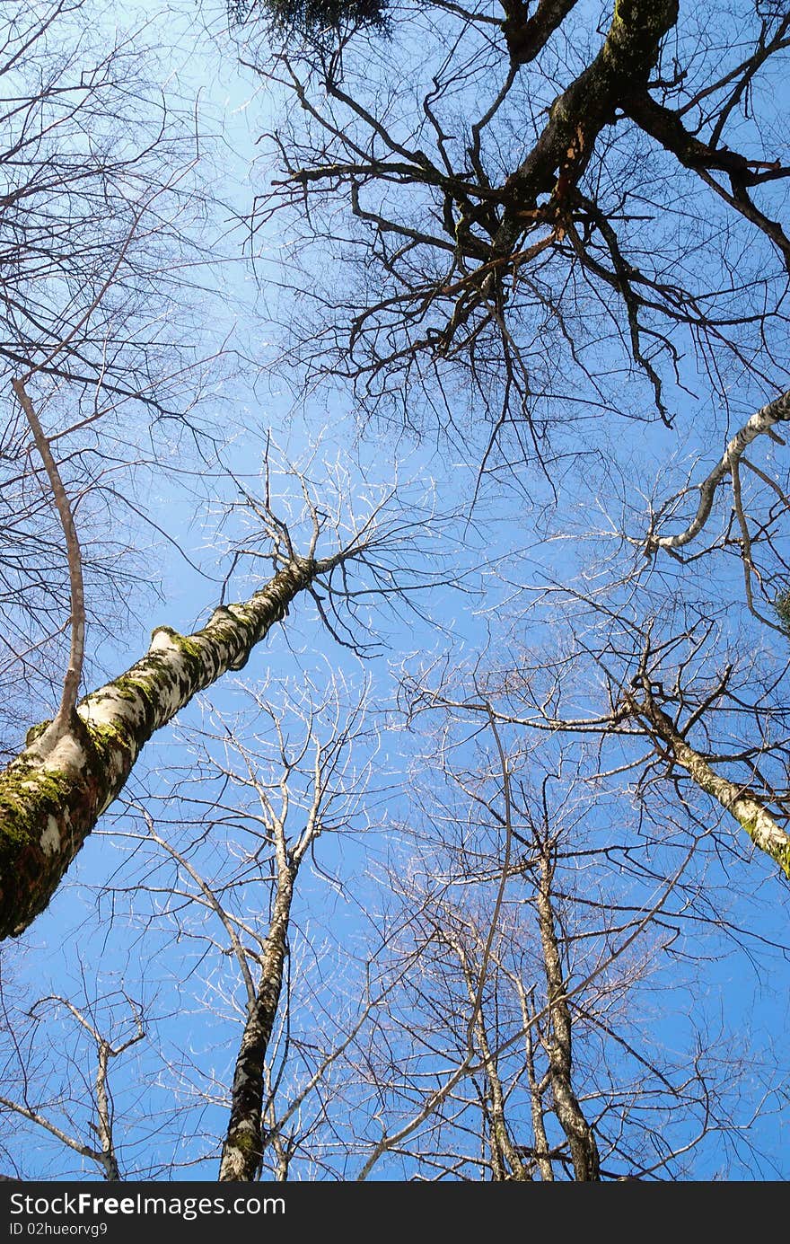 Autumn trees into the forest