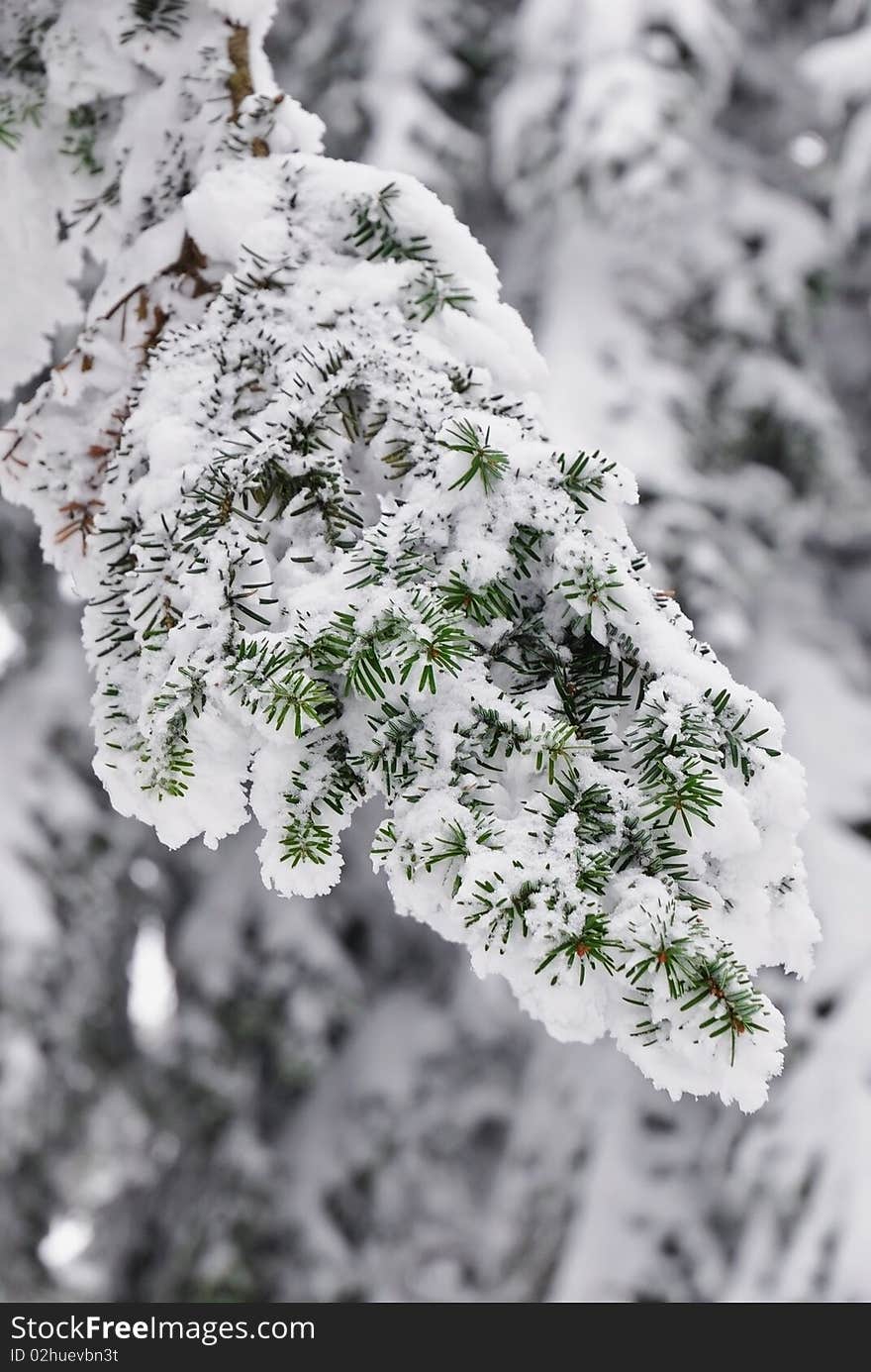 Snow fallen on the sprouts. Snow fallen on the sprouts