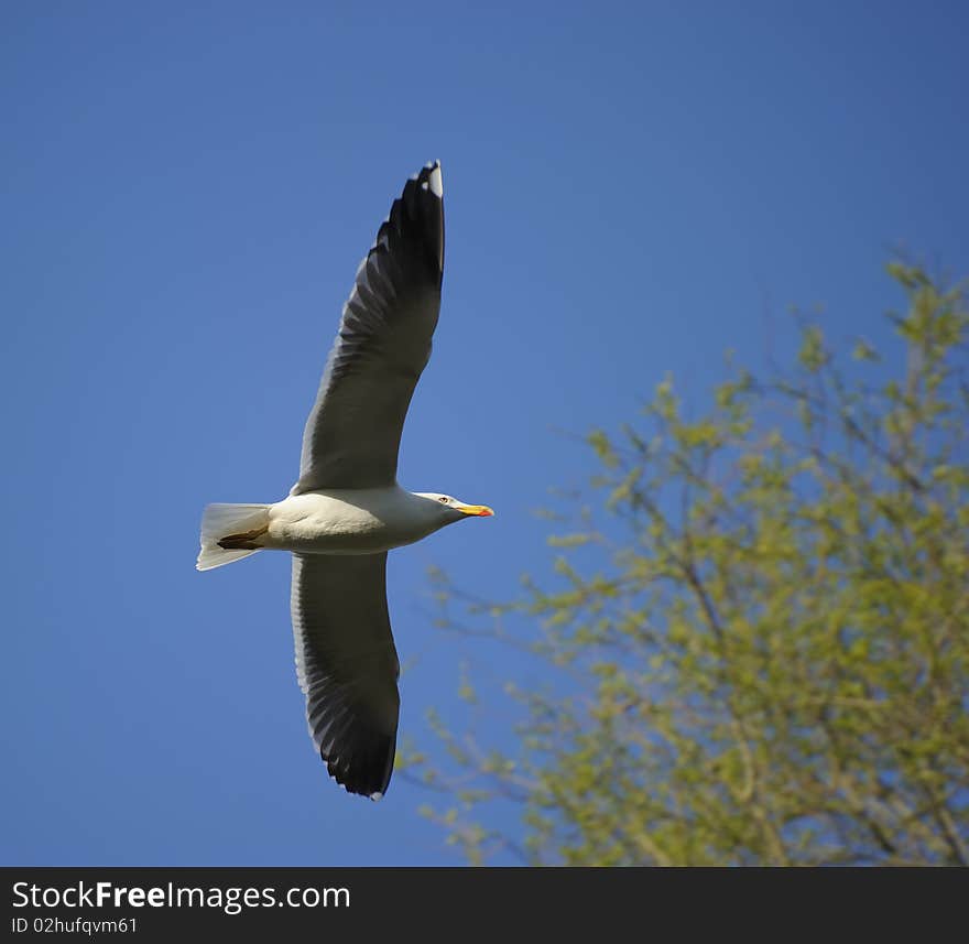 Lesser Black-backed gull