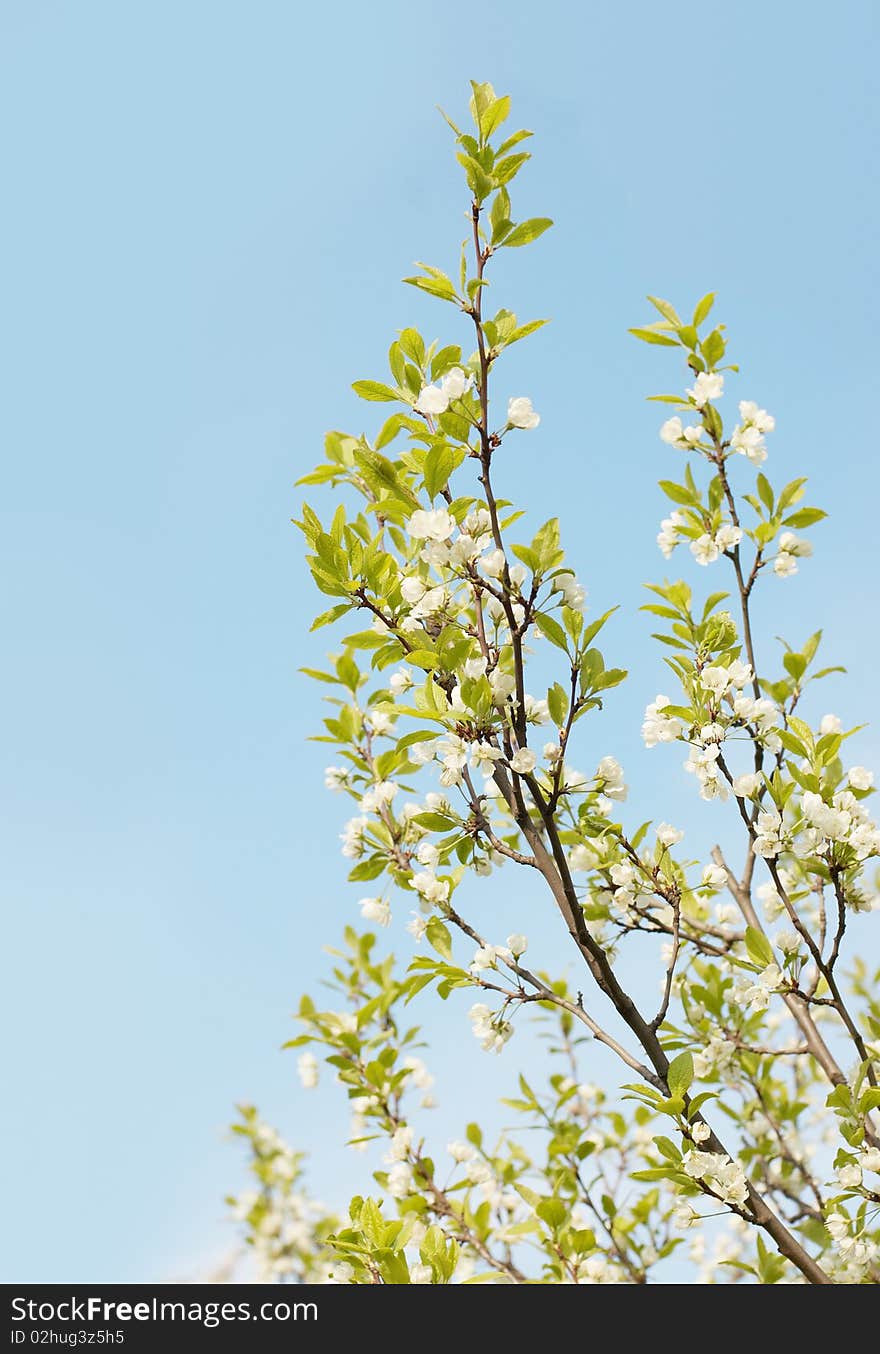 Blossomed cherry and blue sky. Spring.