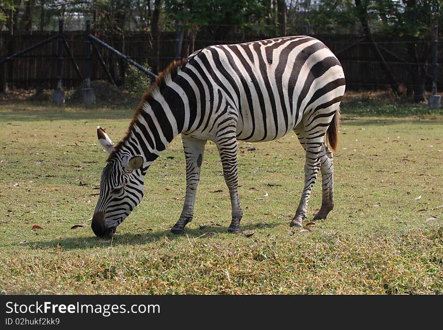 Zebra in the zoo.
We can see a zebra in the every zoo.