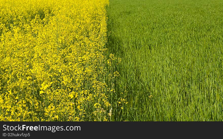 Spring in colors, photo taken on a trip in Romania