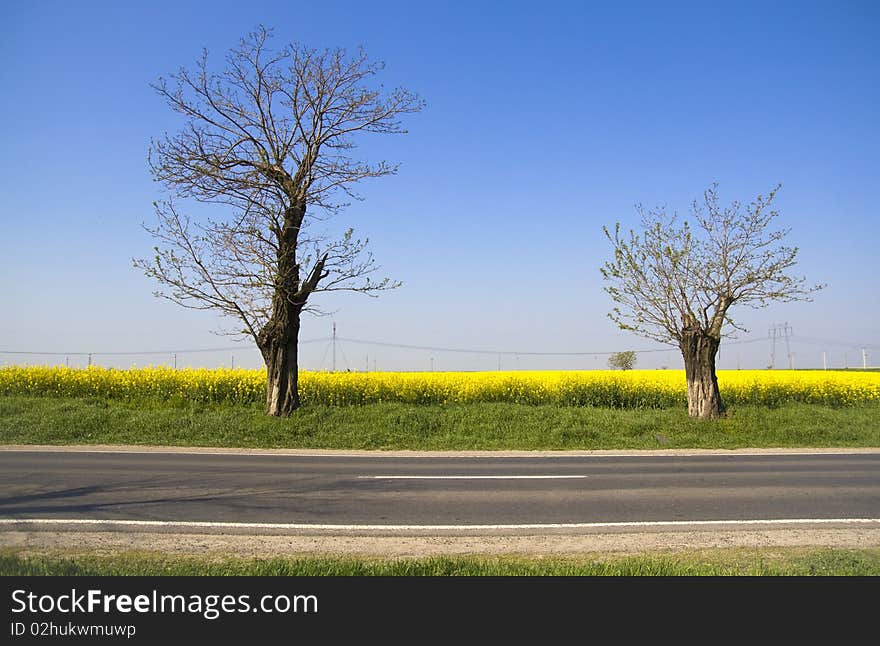 Landscape - yellow field and two trees