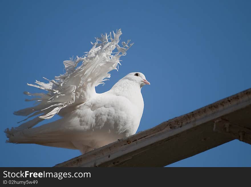 A white dove resting on the roof. A white dove resting on the roof