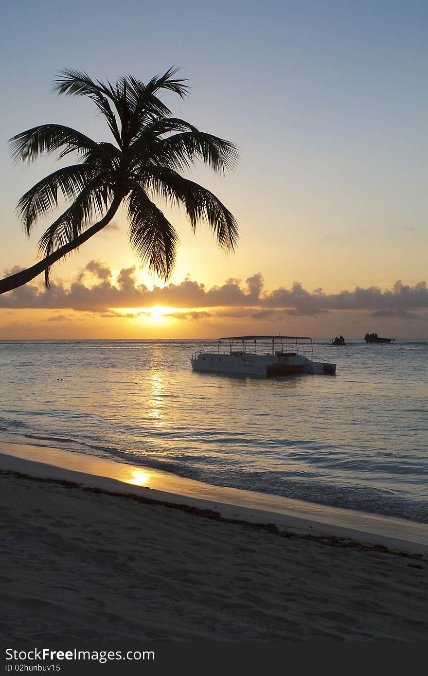 A catamaran and a palm tree at sunrise. A catamaran and a palm tree at sunrise