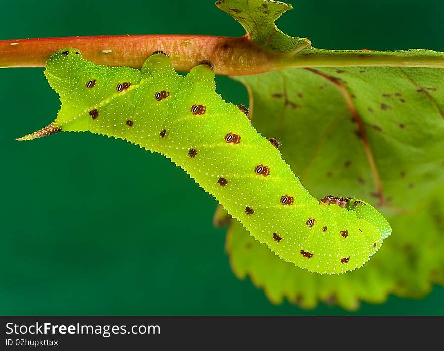 A horntail caterpillar resting on a branch