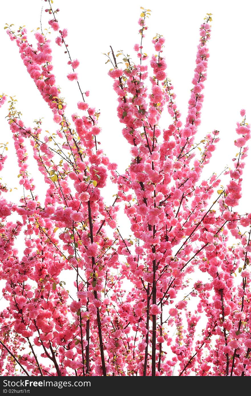 A flowering tree in spring