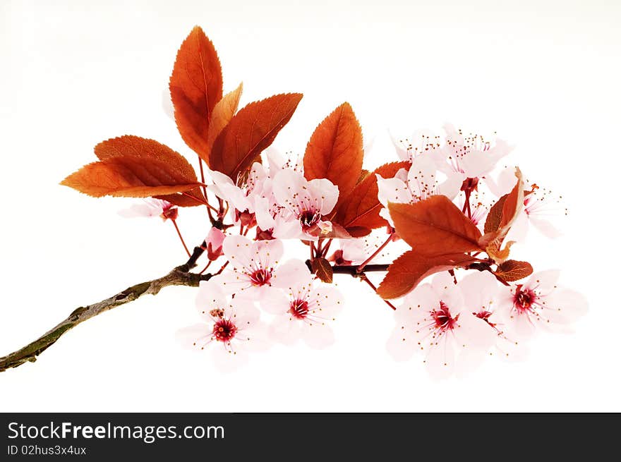 A branch with pink colored blossom and reddish leafs. A branch with pink colored blossom and reddish leafs