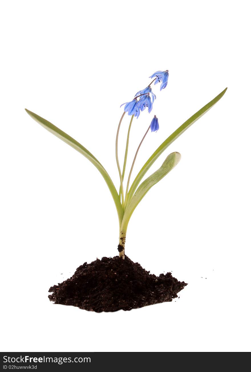 Blue flower with the earth on a white background, is isolated. Blue flower with the earth on a white background, is isolated.