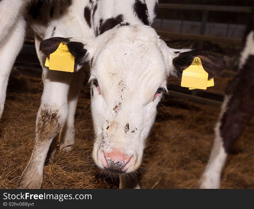 A new born baby cow trying to make its first steps and find a balance. A new born baby cow trying to make its first steps and find a balance