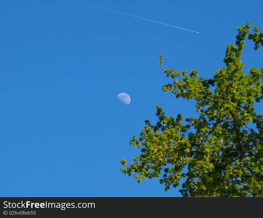 Moon, plane and tree on one picture. Moon, plane and tree on one picture