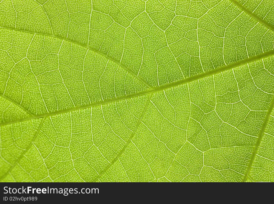 Surface of a green leaf. Macro shot