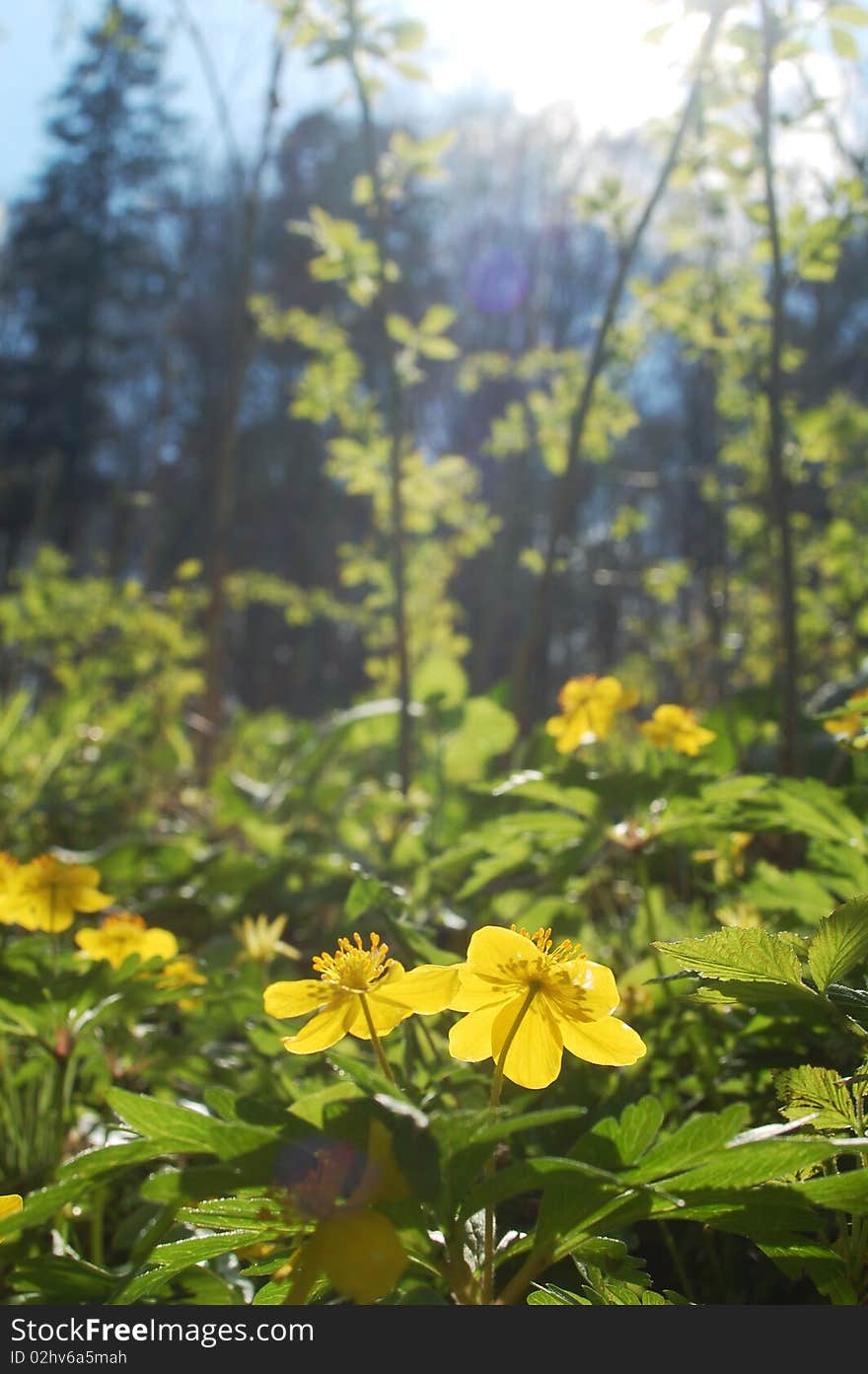 Yellow anemone flowers in sunlight. Yellow anemone flowers in sunlight