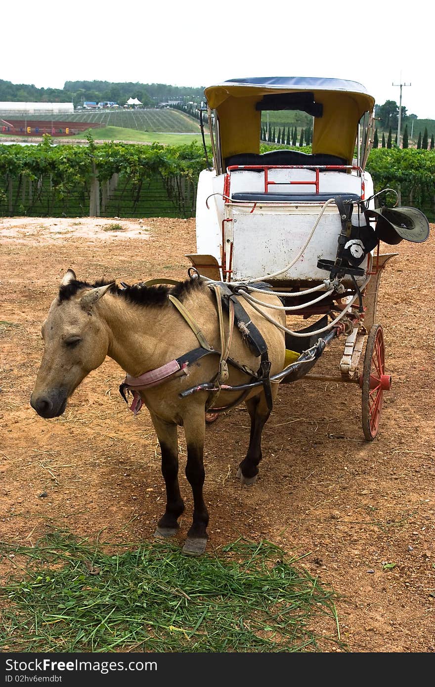 A horse with white brougham.