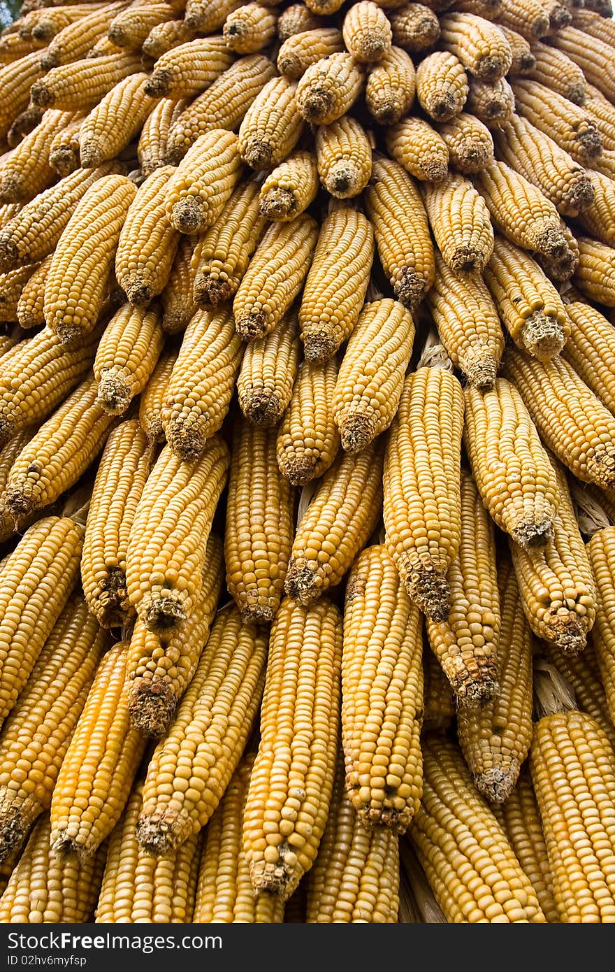 Corn ears in an farm in Thailand.