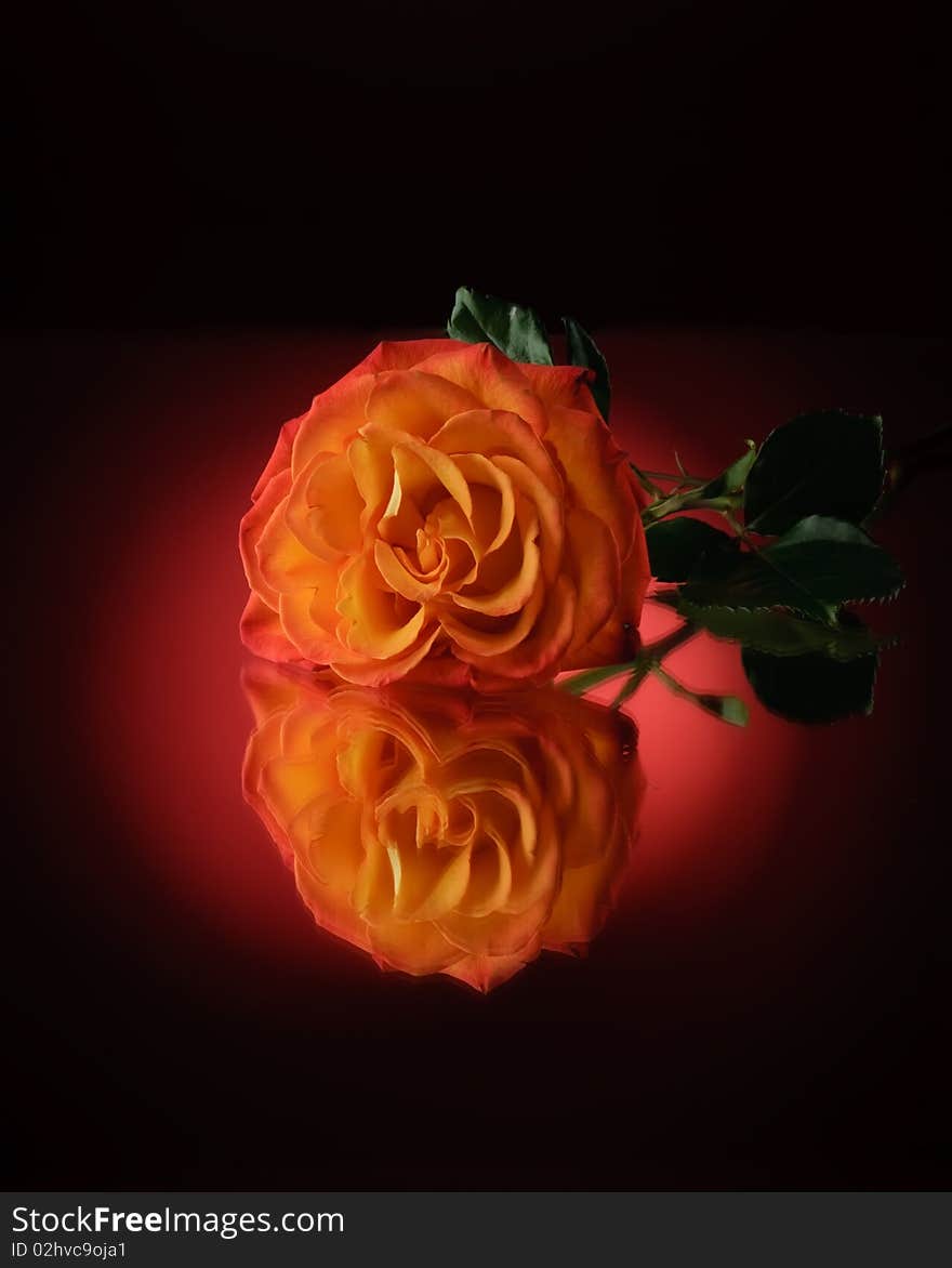 Close up of rose with reflection over black background