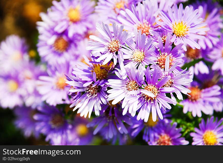 Purple flower