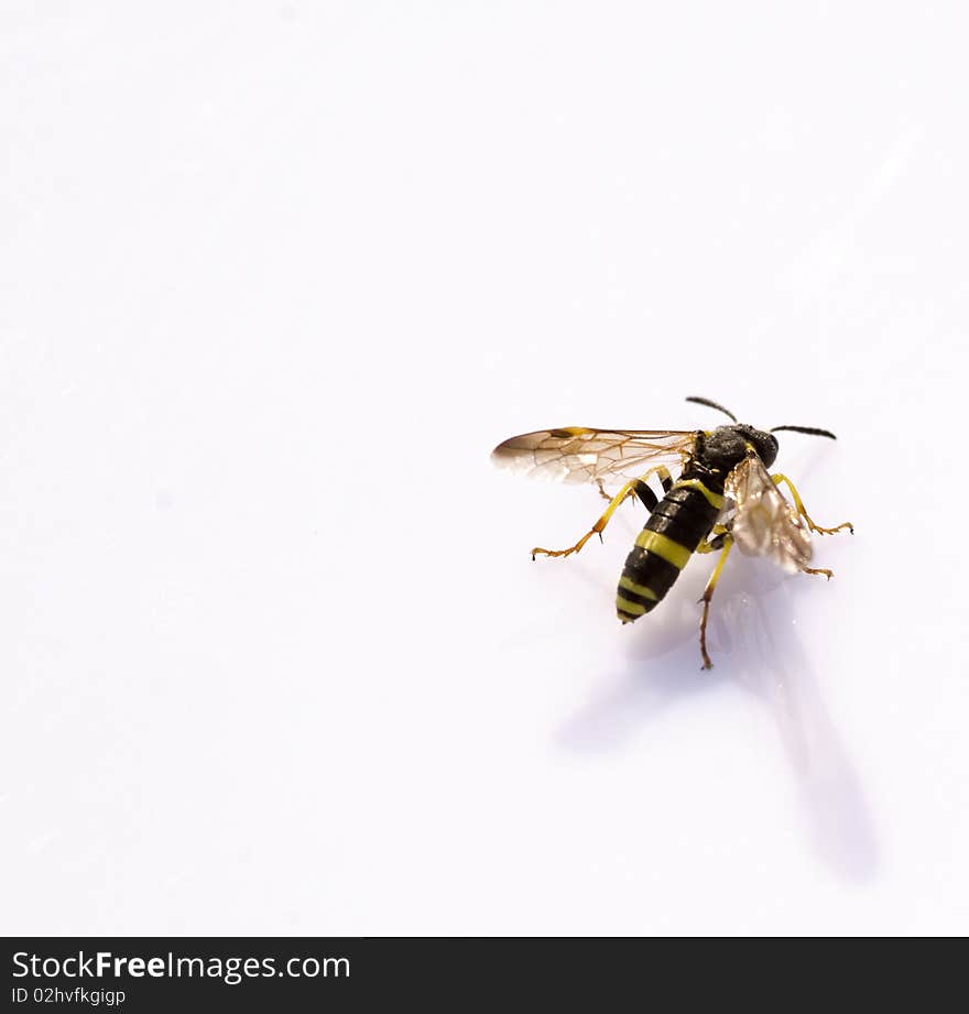 Closeup on a beautiful small wasp, reflected on a white background