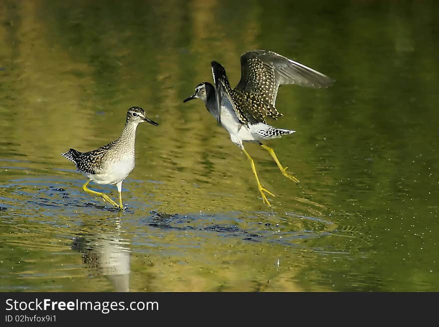 Wood sandpipers (tringa glareola)