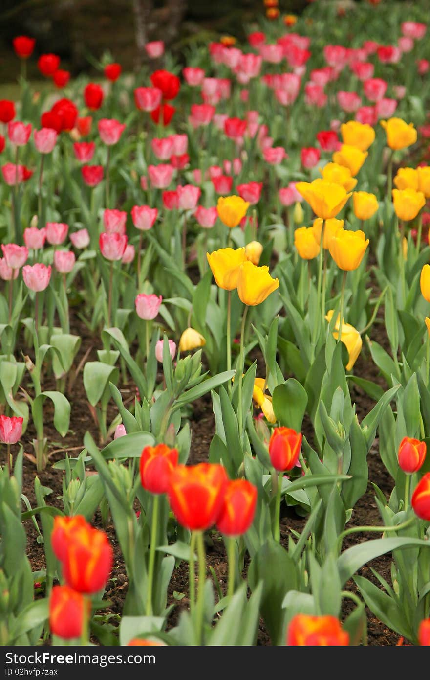 Colorful tulip