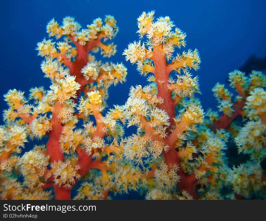 Soft coral.