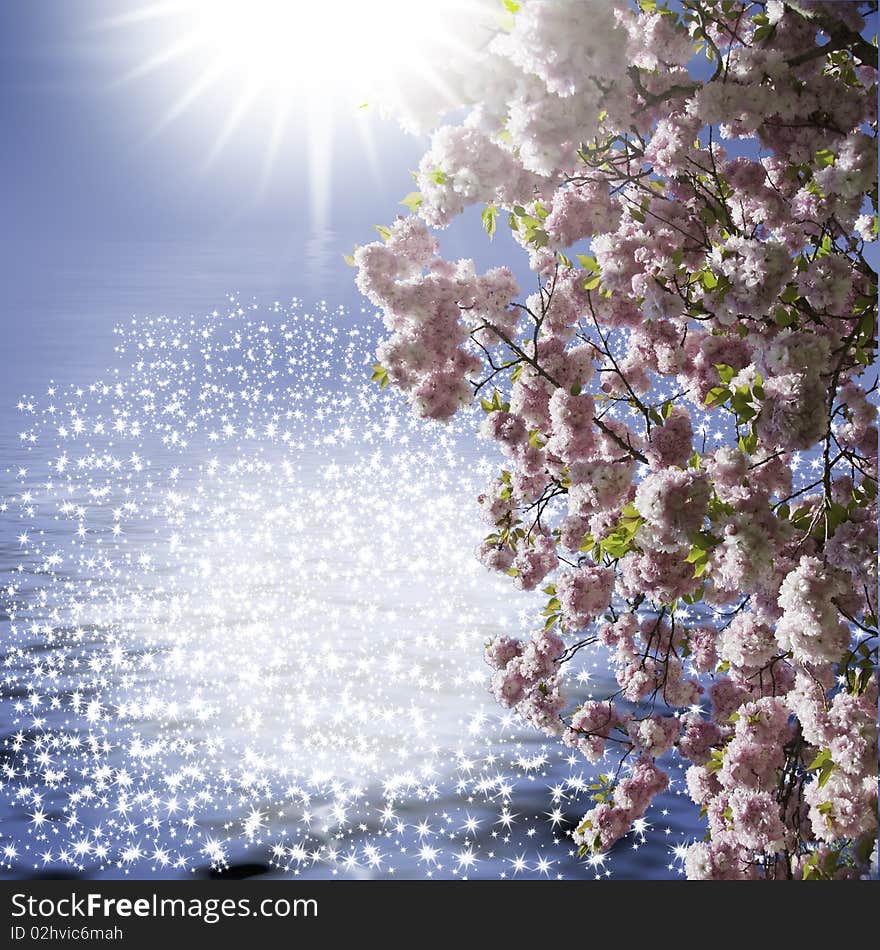 This image shows a flowering cherry tree, backlit, and many reflections in the bottom water. This image shows a flowering cherry tree, backlit, and many reflections in the bottom water