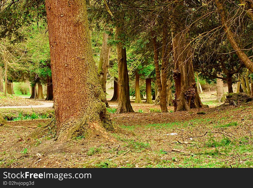 Park trees