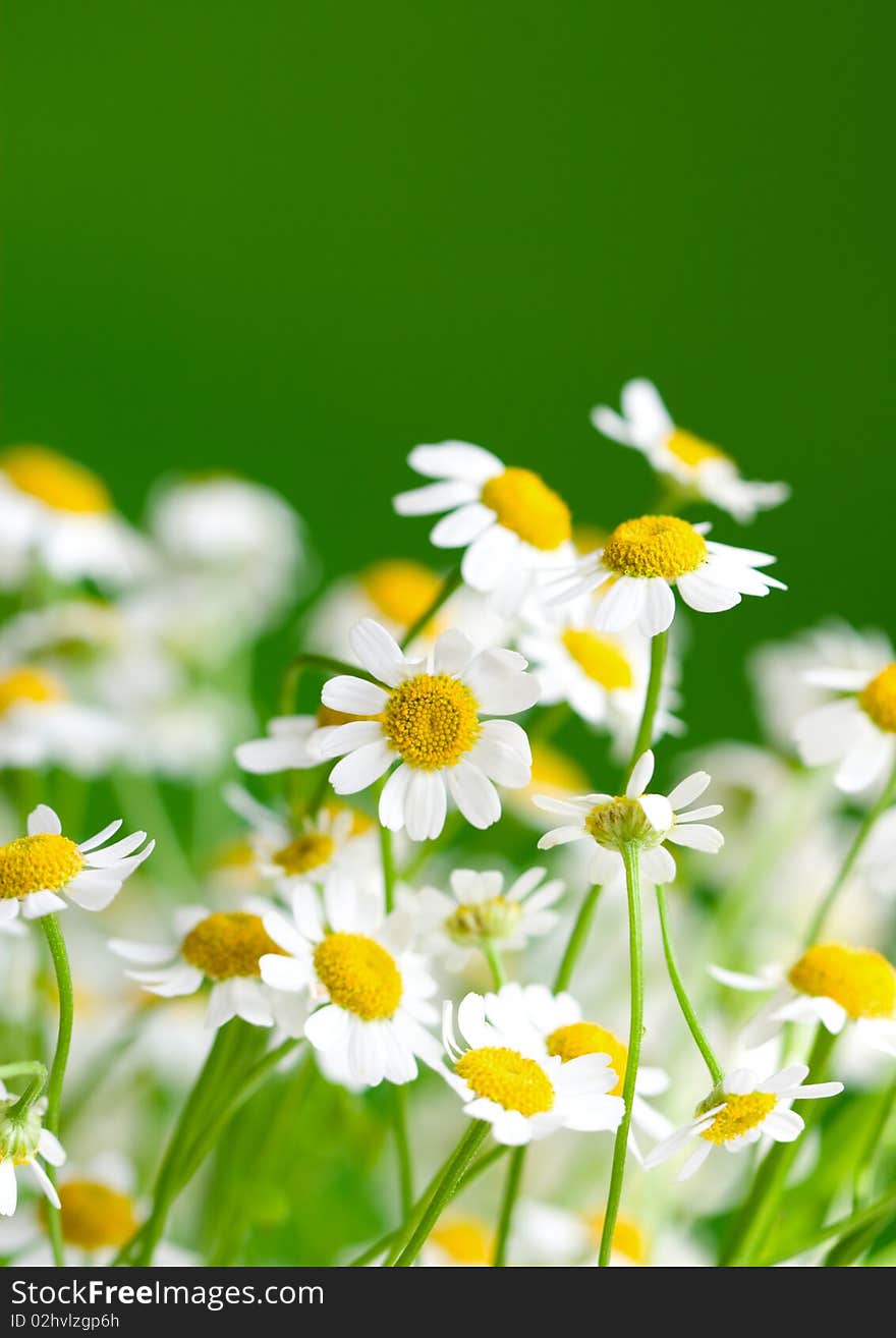 White beautiful chamomiles on a green background