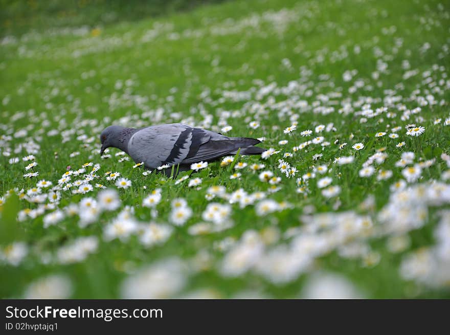 Pigeon on the green grass that is covered with white flowers. Pigeon on the green grass that is covered with white flowers