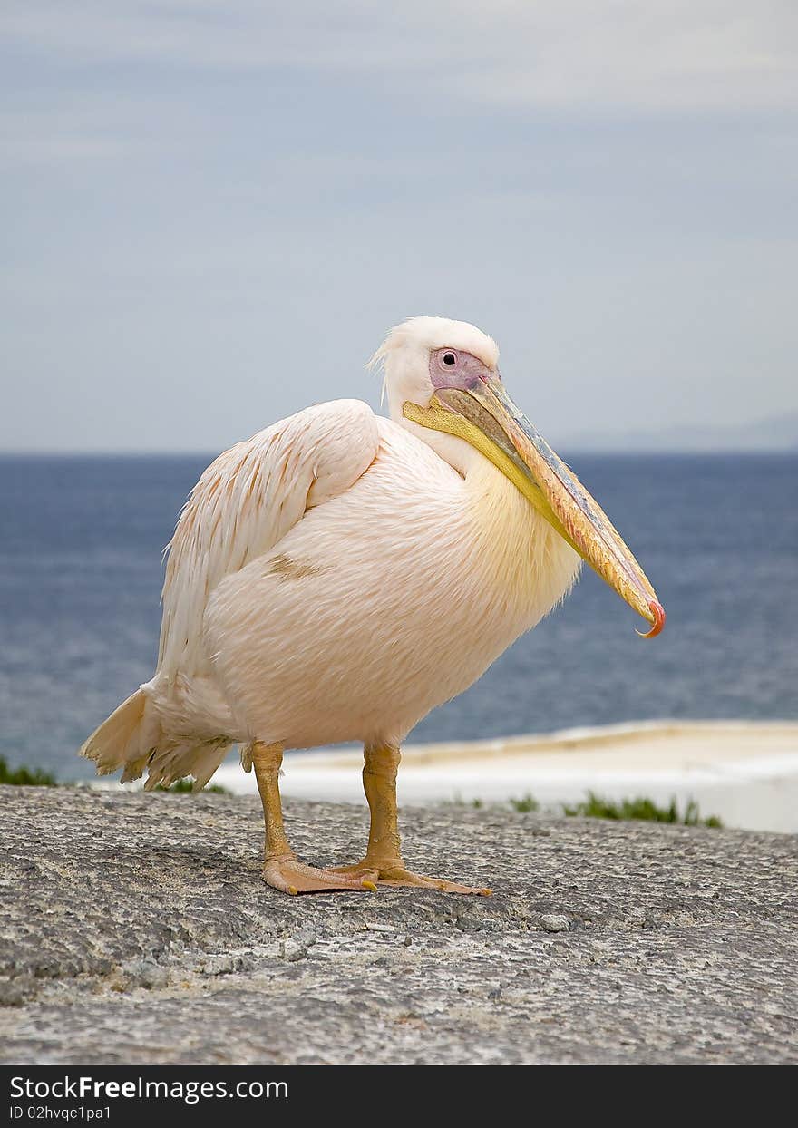 White Pelican in the background of the sea and clouds