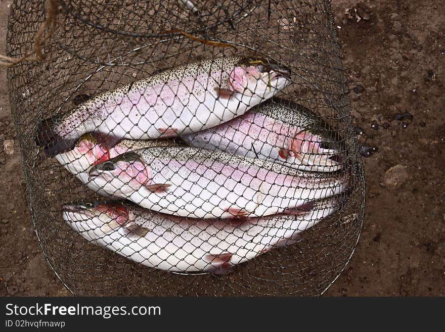 several catching trout fishes on a grass background