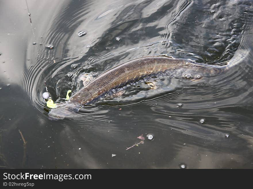 catching trout fish with tackle into a water