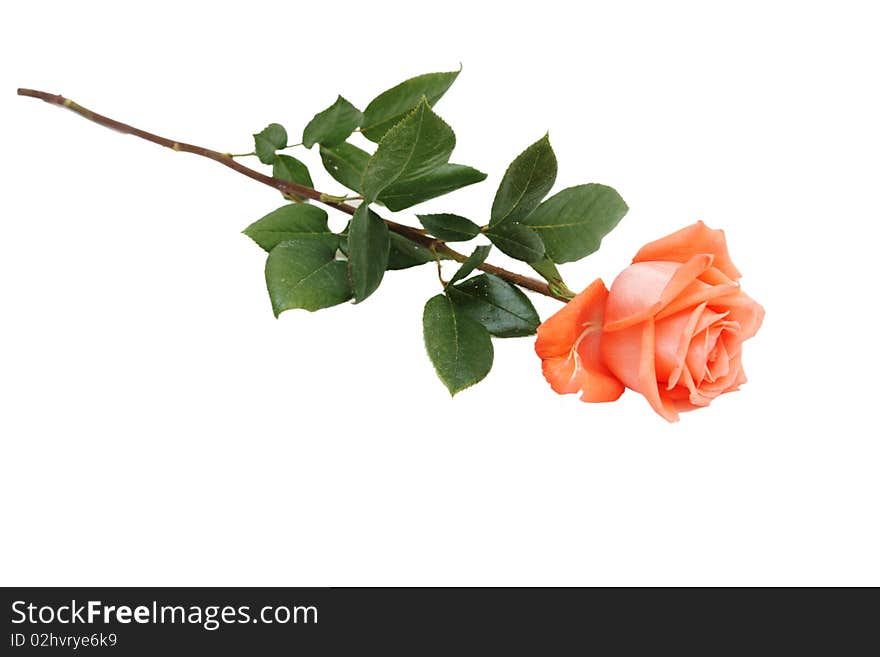 The rose isolated on white