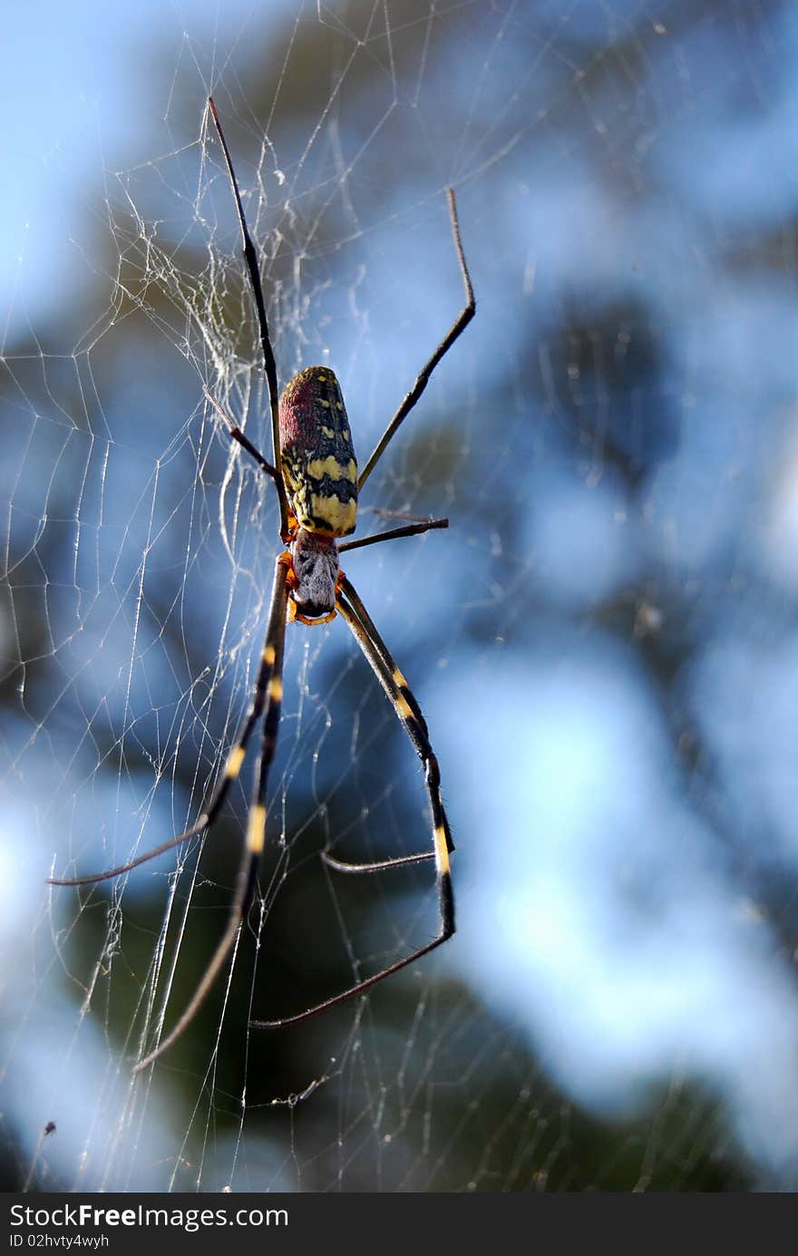 Spider with black and yellow strip