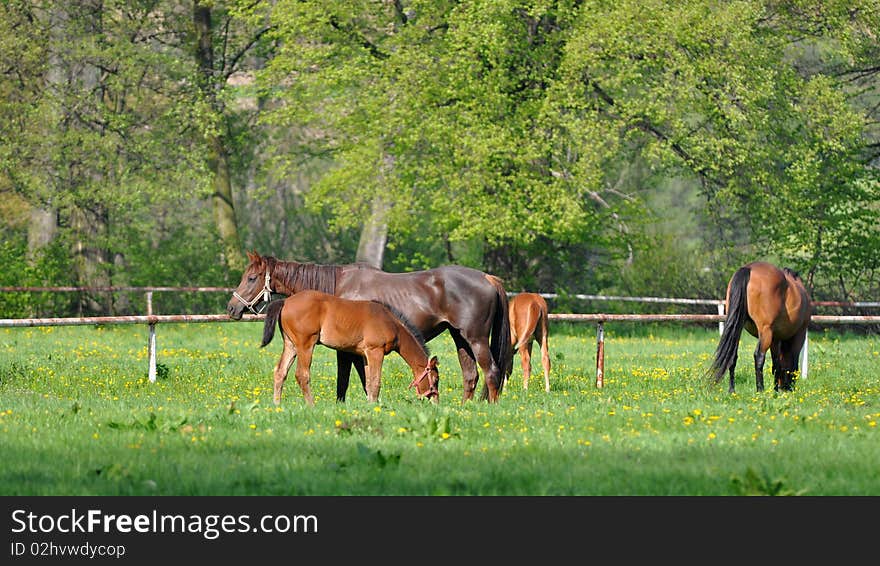 Landscape with horses.