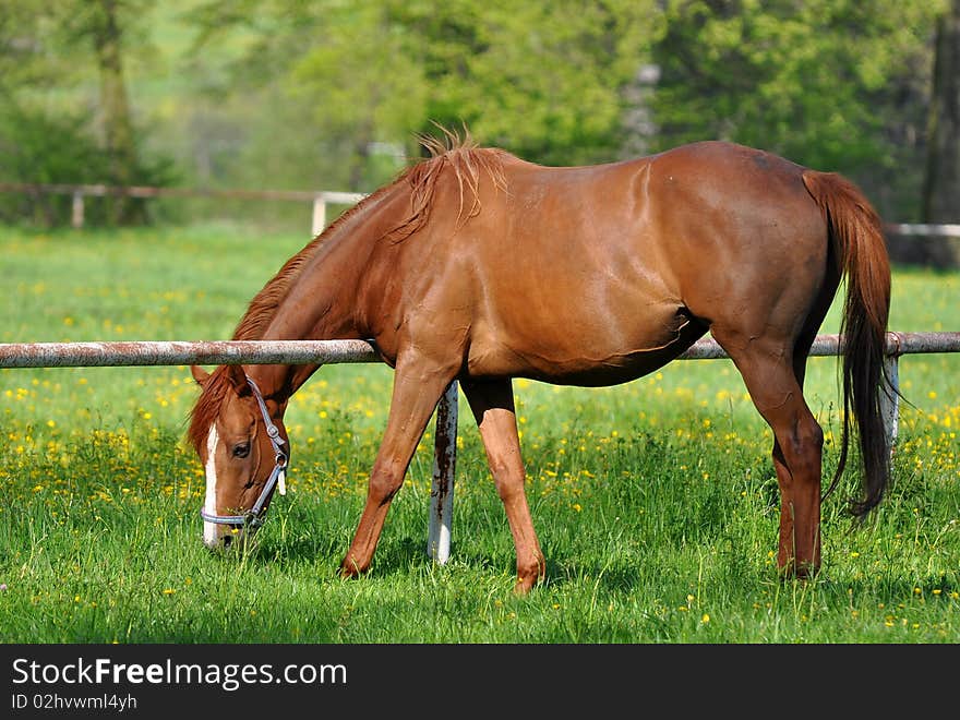 Purebred horses are beautiful animal. Here in Czech republic. Purebred horses are beautiful animal. Here in Czech republic.