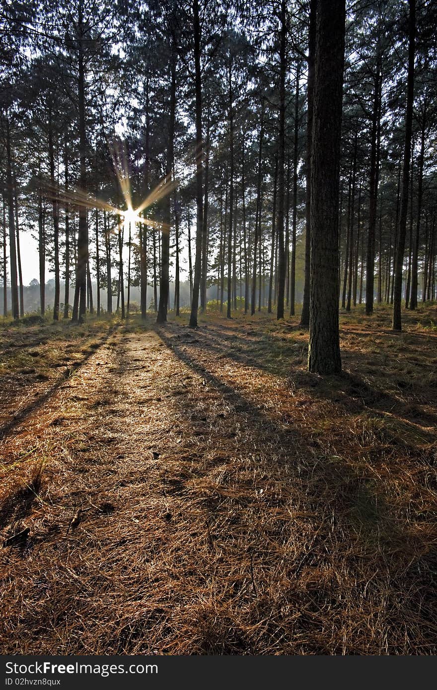 Sunrise in a pine tree plantation. Sunrise in a pine tree plantation