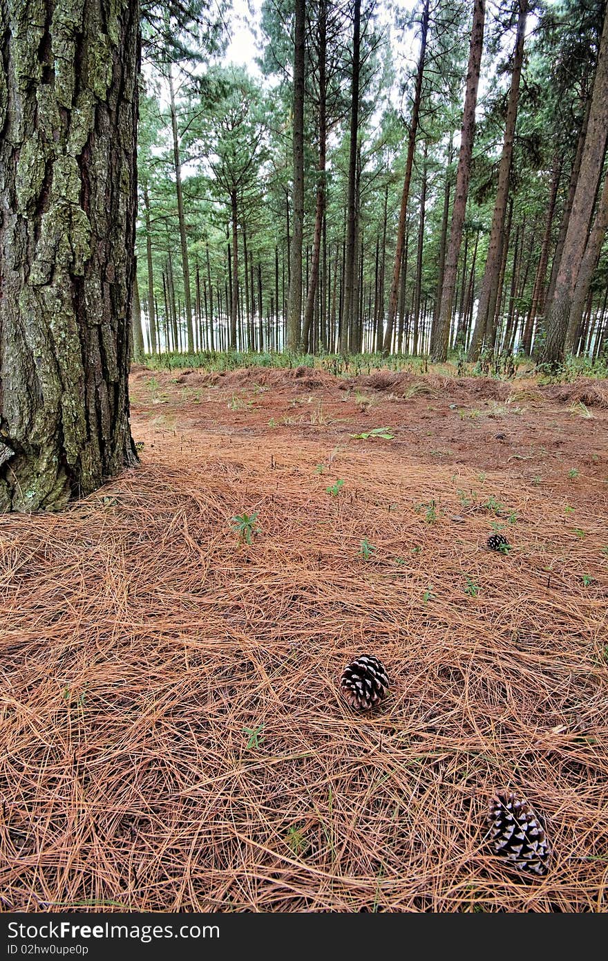 Pine Forest Floor