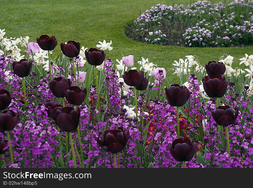 Black Tulips Flowerbed.