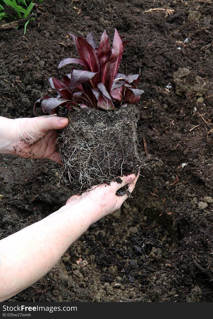 Woman preparing a plant for her garden. Woman preparing a plant for her garden