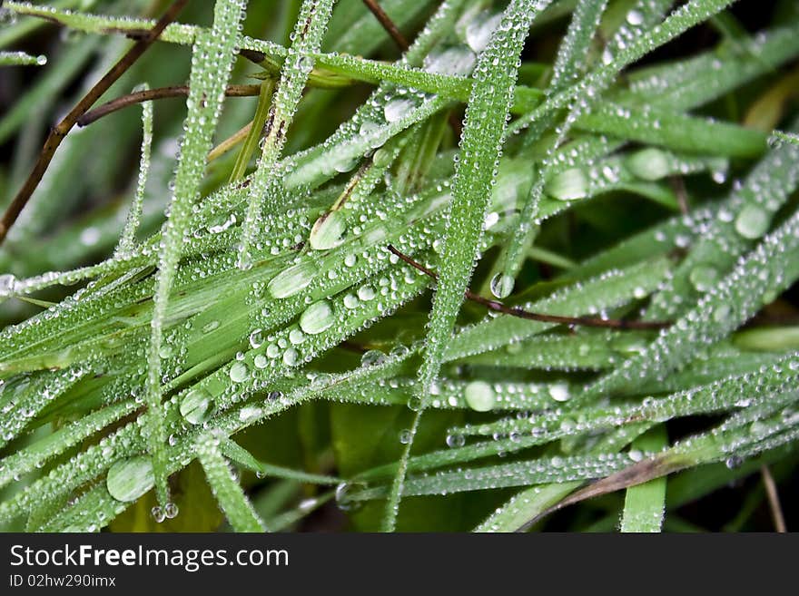 Rain drops on blades of grass