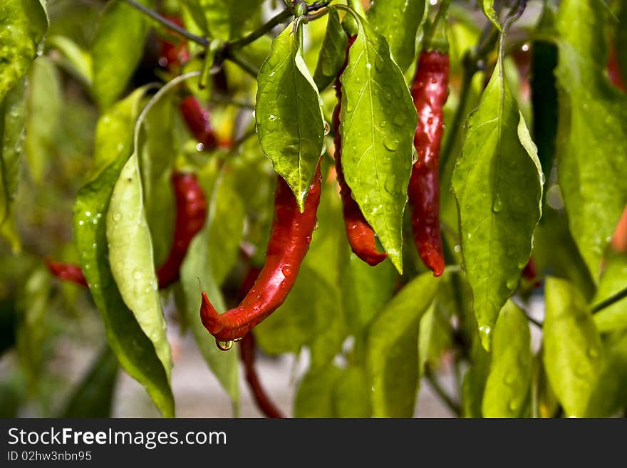 Rain drops fall on red pepper and his lift. Rain drops fall on red pepper and his lift