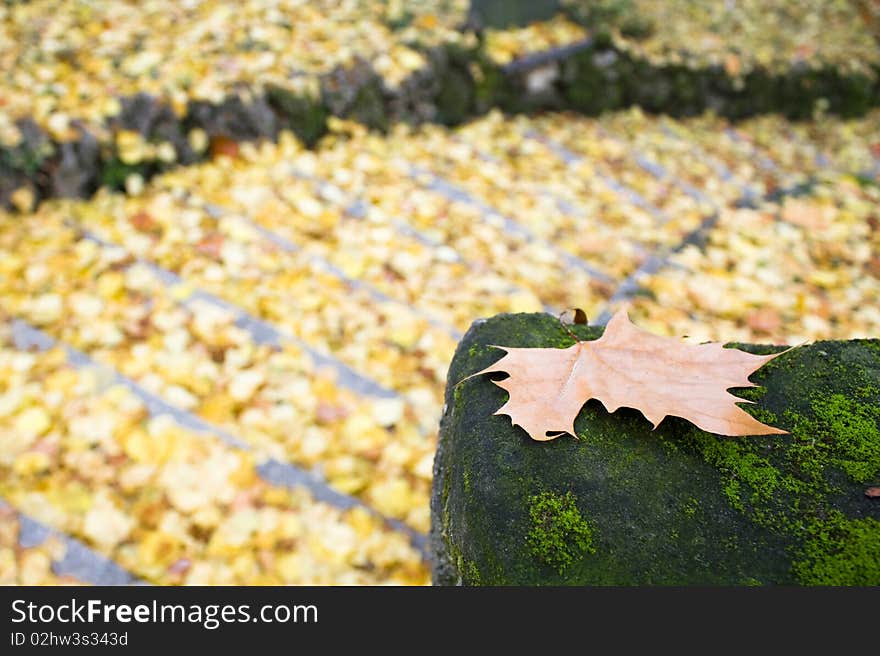 stairs of leafs