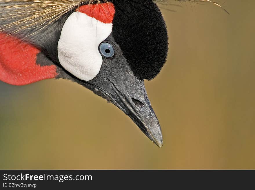 Crowned crane (Balearica pavonina) in captivity, close up shot. Copy space. Crowned crane (Balearica pavonina) in captivity, close up shot. Copy space.