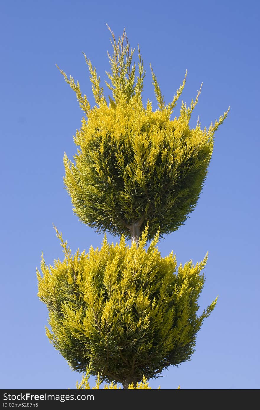 A trimmed tree on a blue sky background. A trimmed tree on a blue sky background