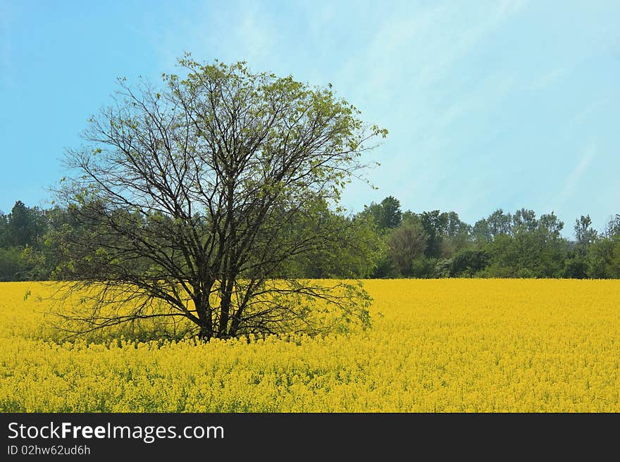 Rape field in full bloom