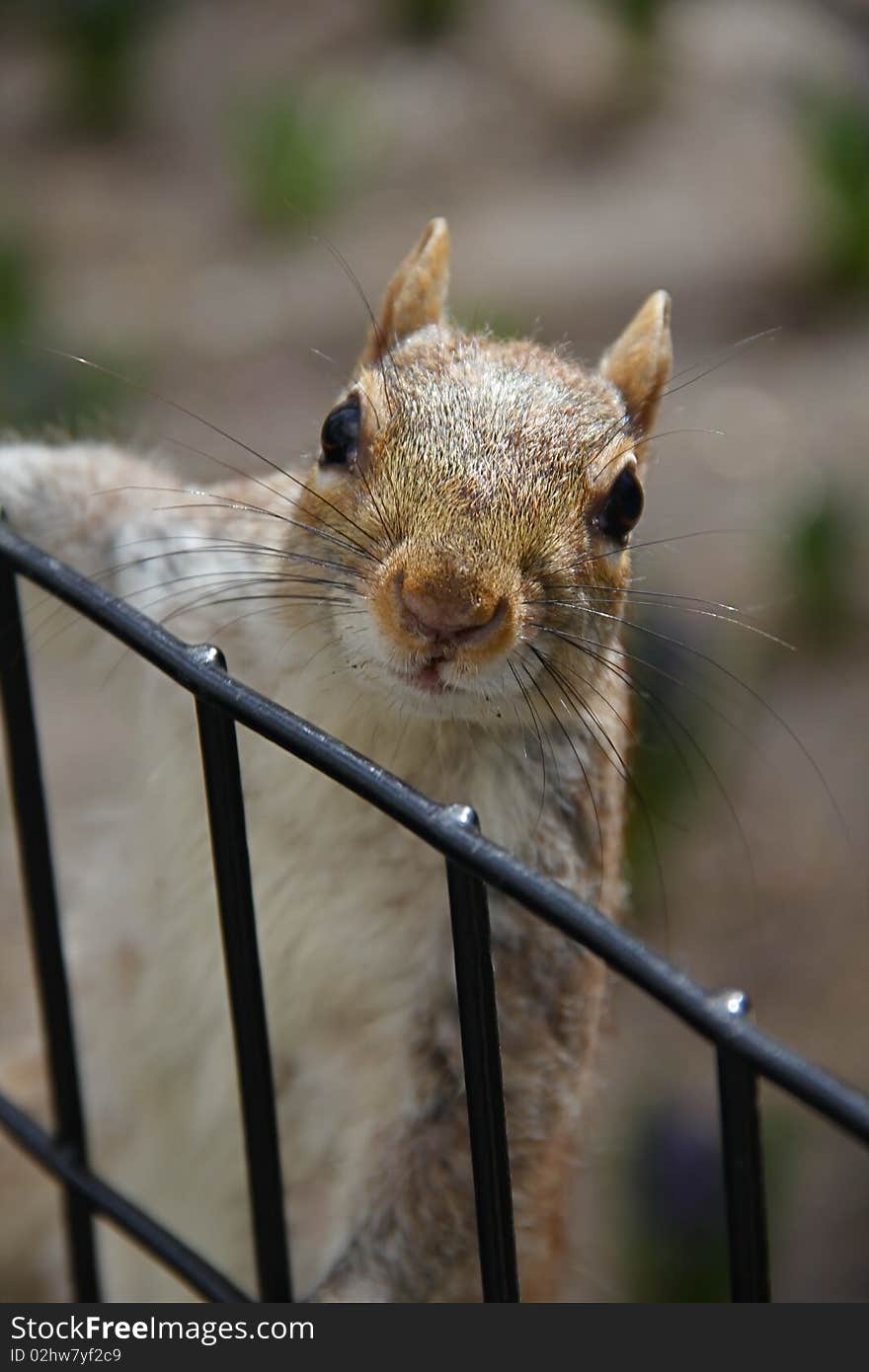 Squirrel in central park