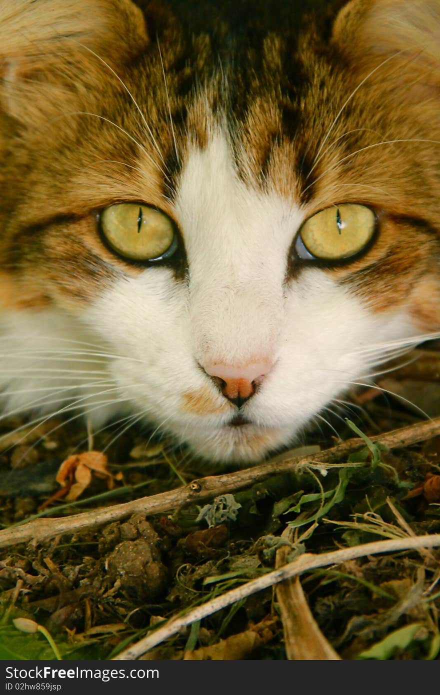 White and brown Maine Coone Cat in the garden during afternoon