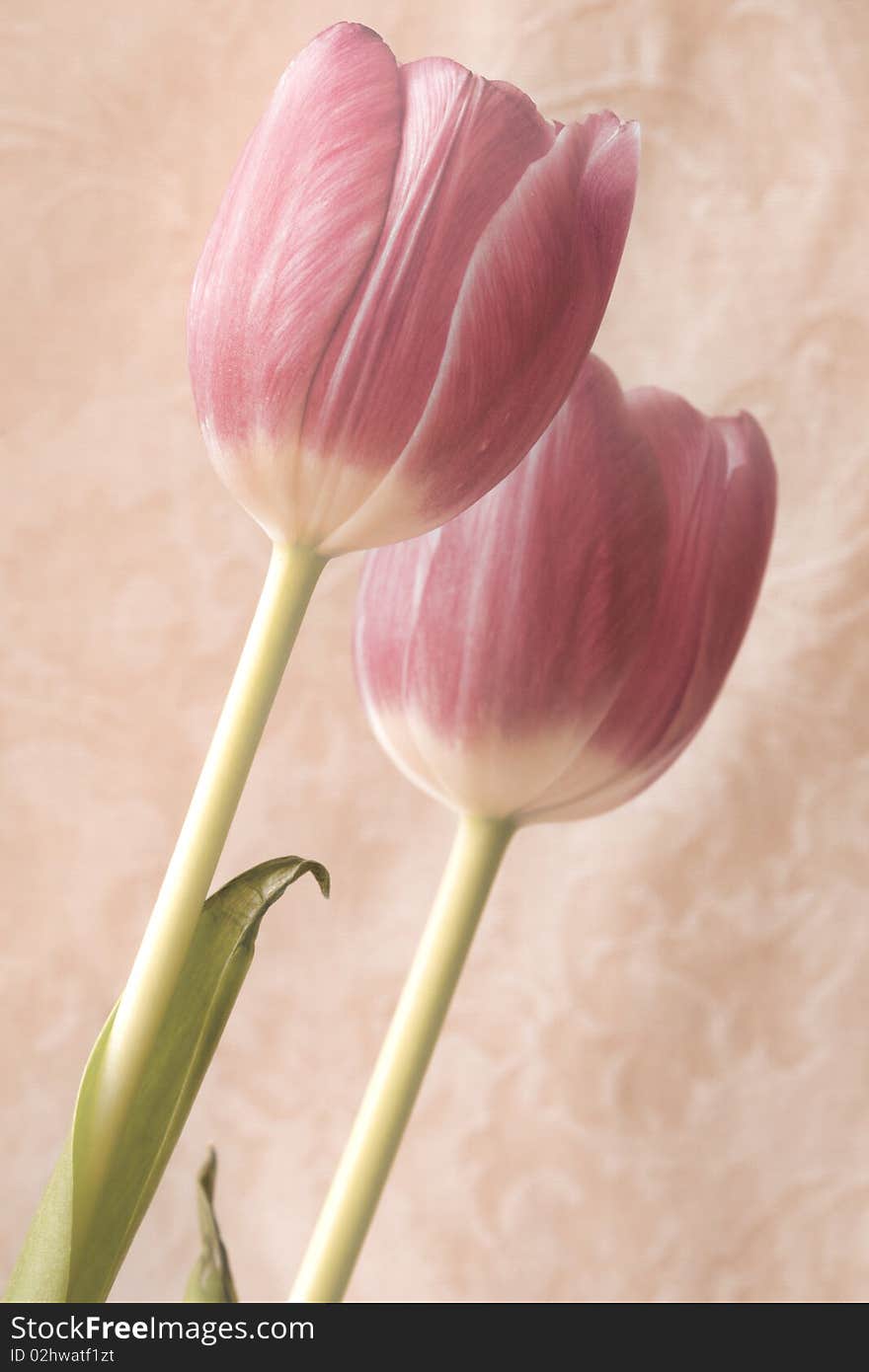 Two Pink Tulips