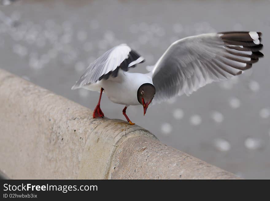 Sea gull